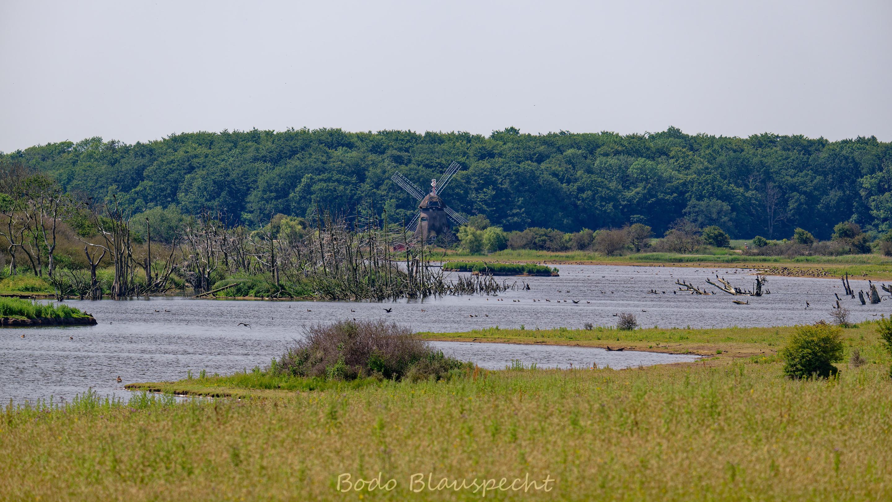 06.22 11.31 07   Natur   Geltinger Birk HQ